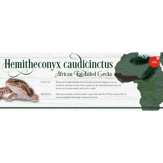 Special Edition Christmas Vivarium Label
