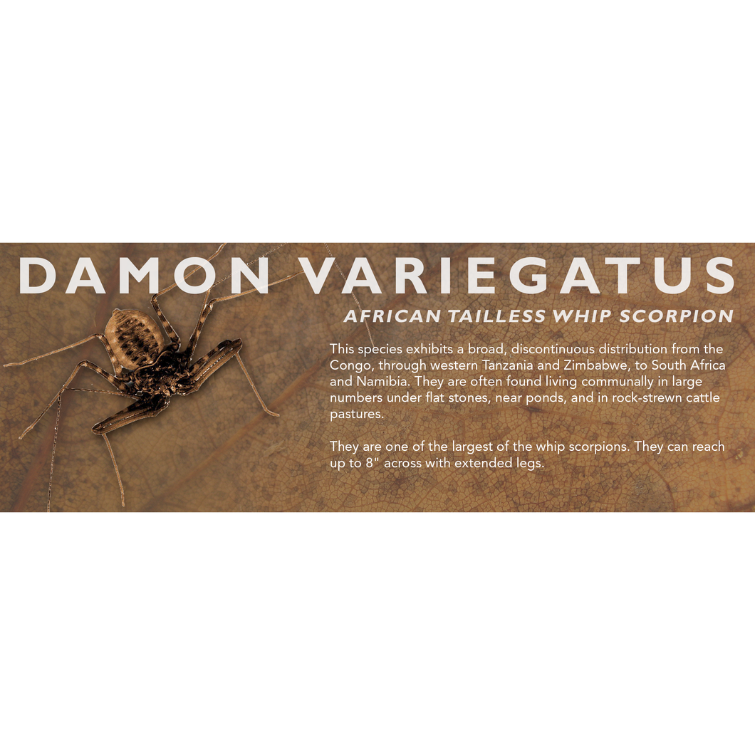 Damon variegatus - African Tailless Whip Scorpion Label