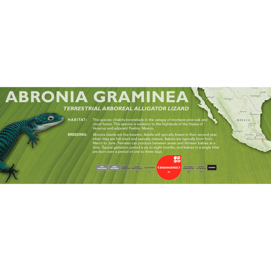 Terrestrial Arboreal Alligator Lizard (Abronia graminea) Classic Vivarium Label