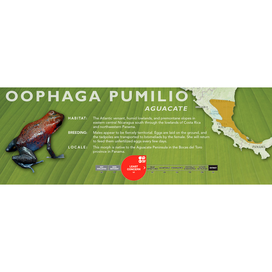 Oophaga pumilio - Standard Vivarium Label