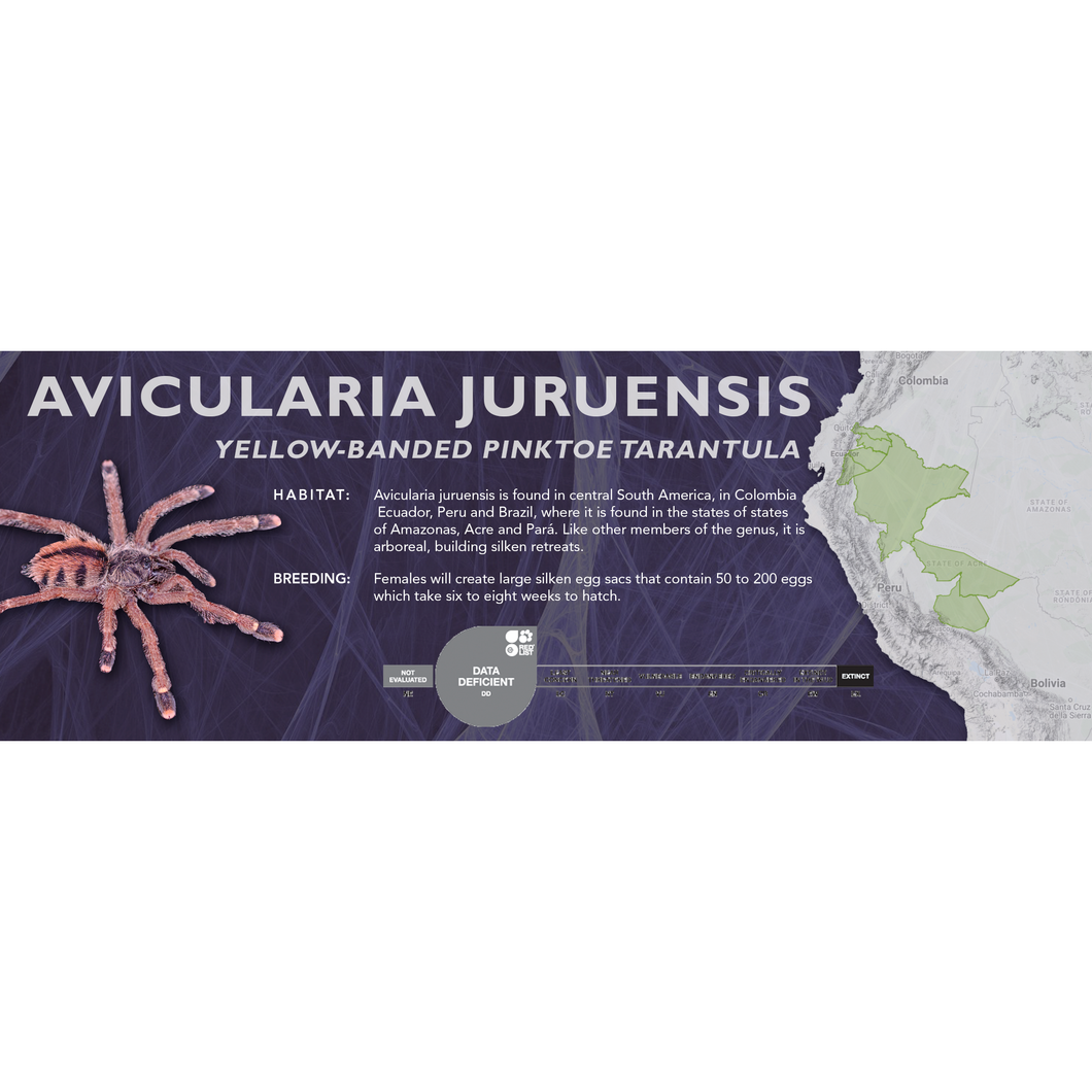Yellow-Banded Pinktoe Tarantula (Avicularia juruensis) - Standard Vivarium Label