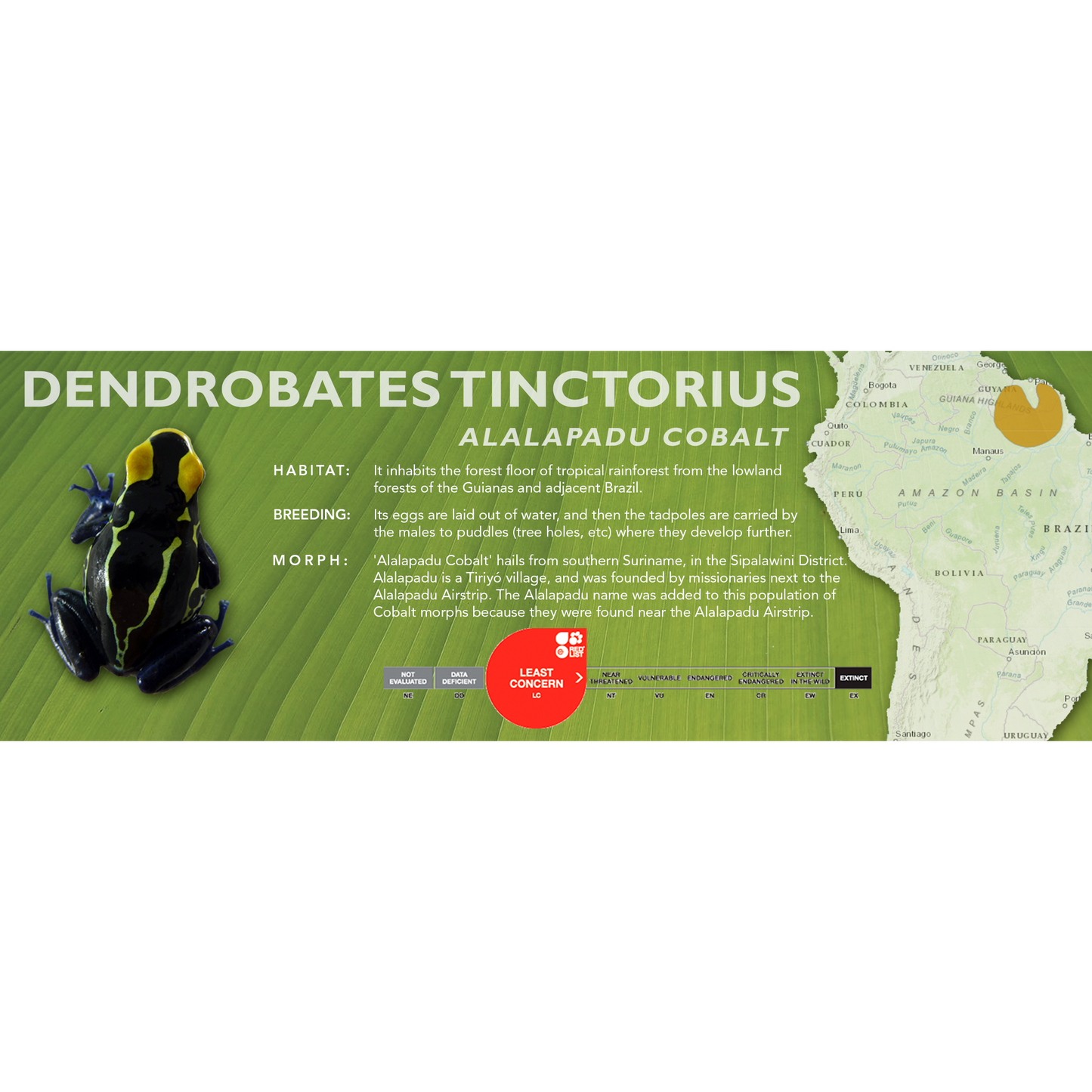 Dendrobates tinctorius - Standard Vivarium Label