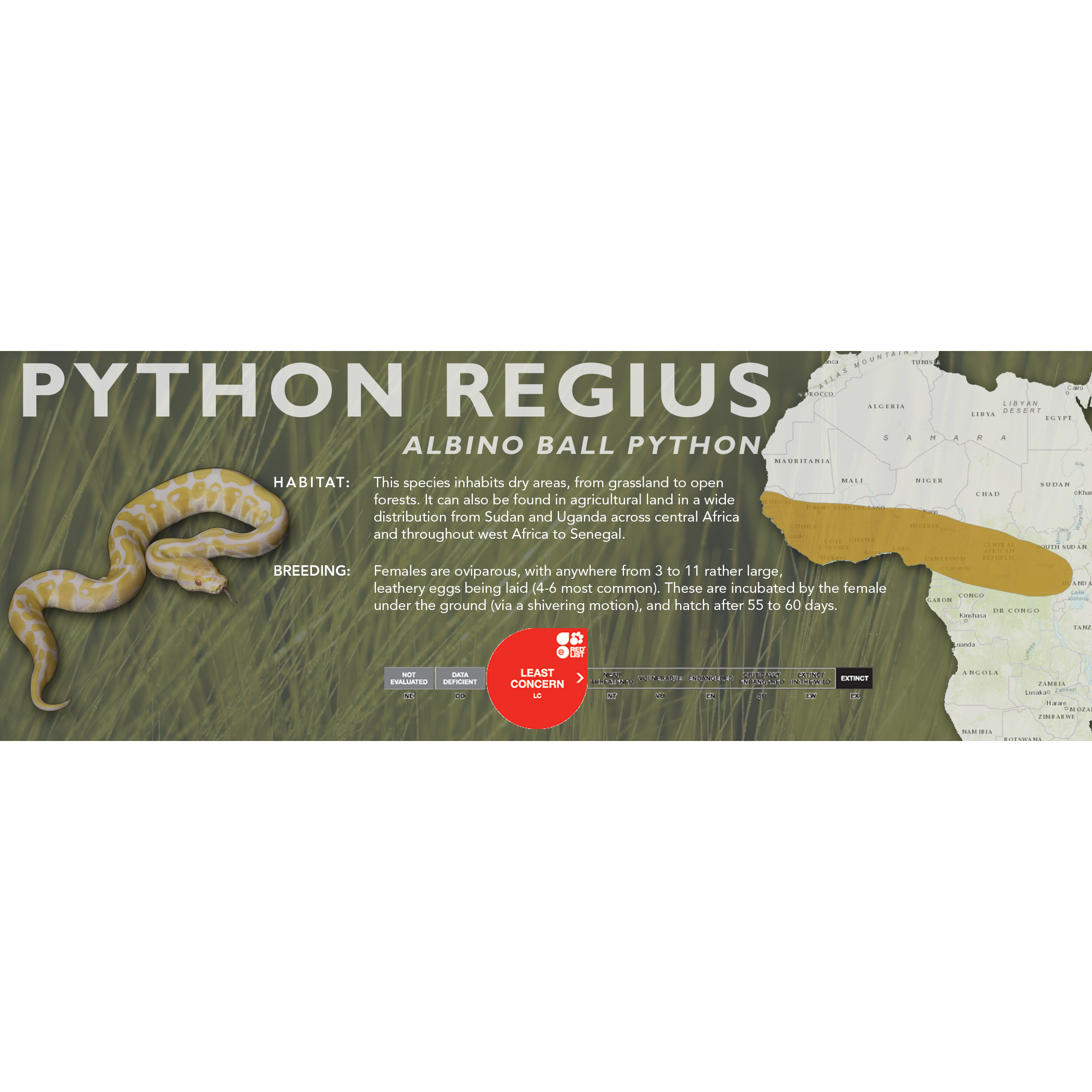 Pythons – Cloud Forest Design