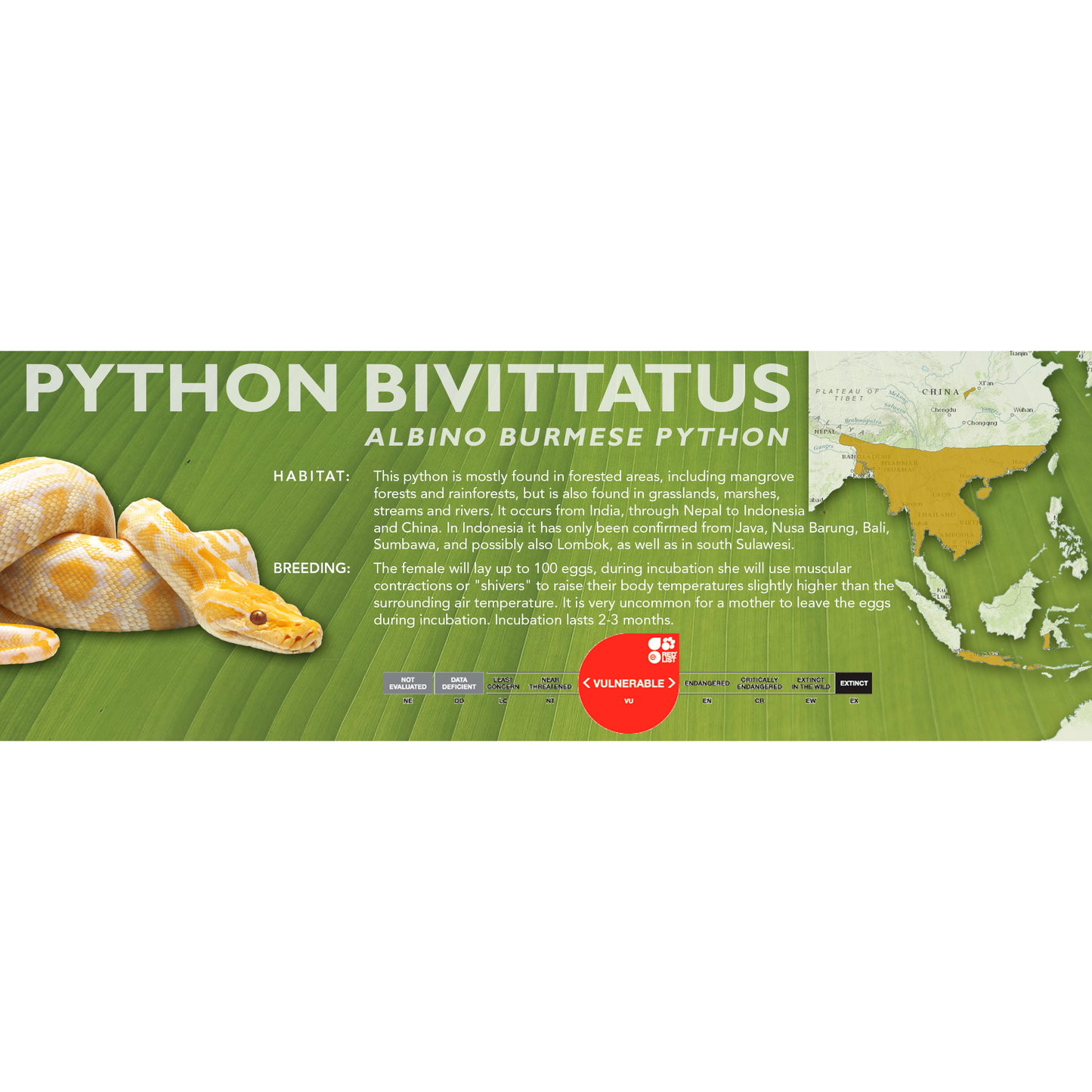 Burmese Python (Python bivittatus) Classic Vivarium Label