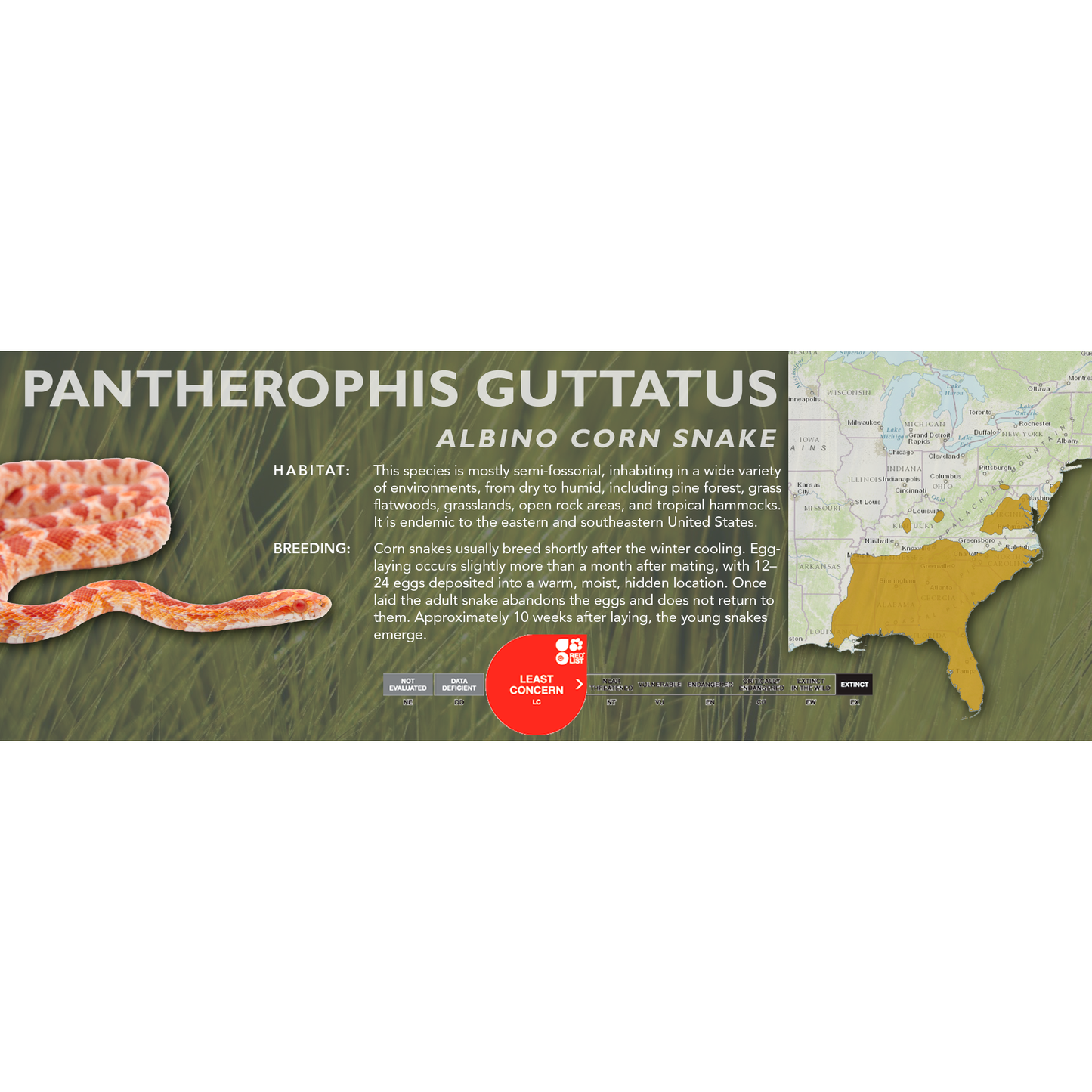 Corn Snake (Pantherophis guttatus) Classic Vivarium Label