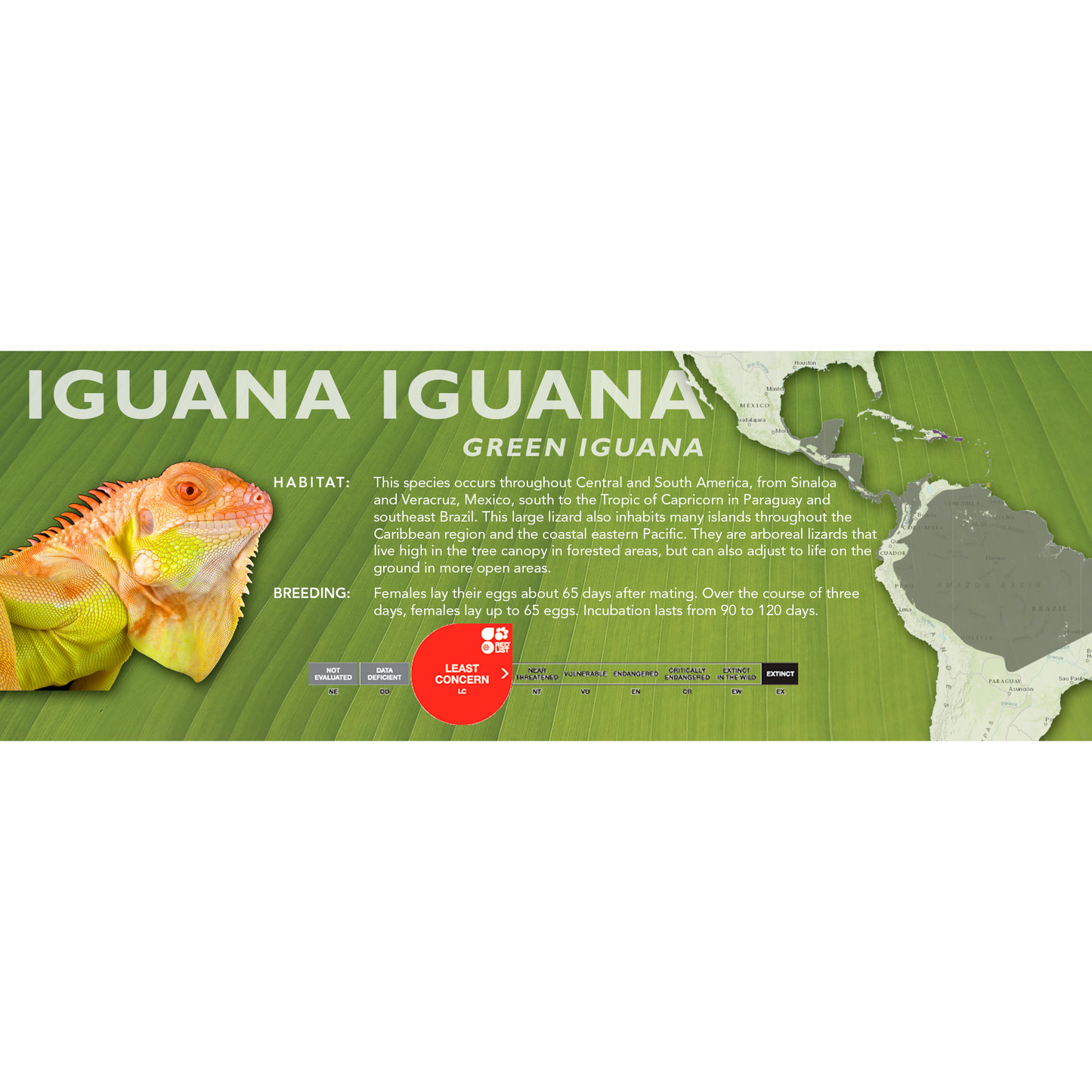 Green Iguana (Iguana iguana) Classic Vivarium Label