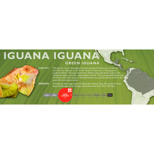 Green Iguana (Iguana iguana) Standard Vivarium Label