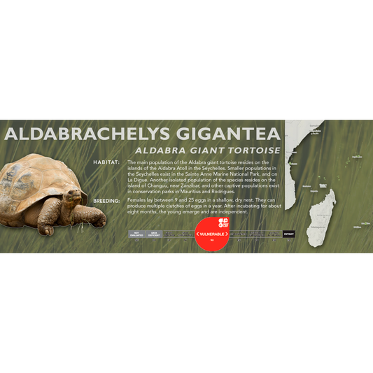 Aldabra Giant Tortoise (Aldabrachelys gigantea) - Standard Vivarium Label