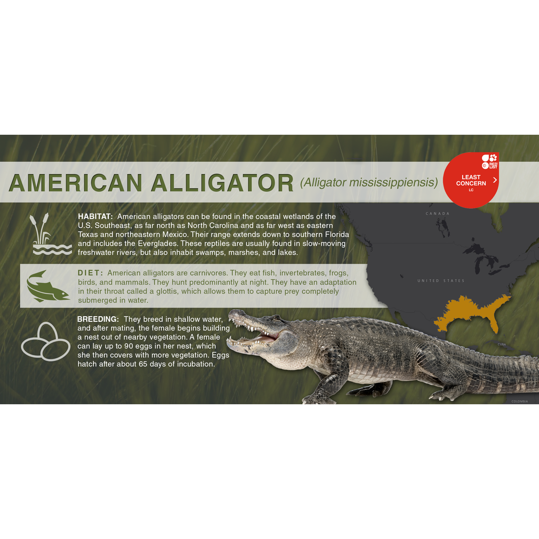 American Alligator (Alligator mississippiensis) - Aluminum Sign
