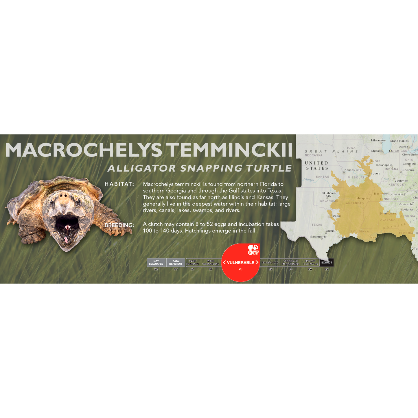 Alligator Snapping Turtle (Macrochelys temminckii) - Classic Vivarium Label