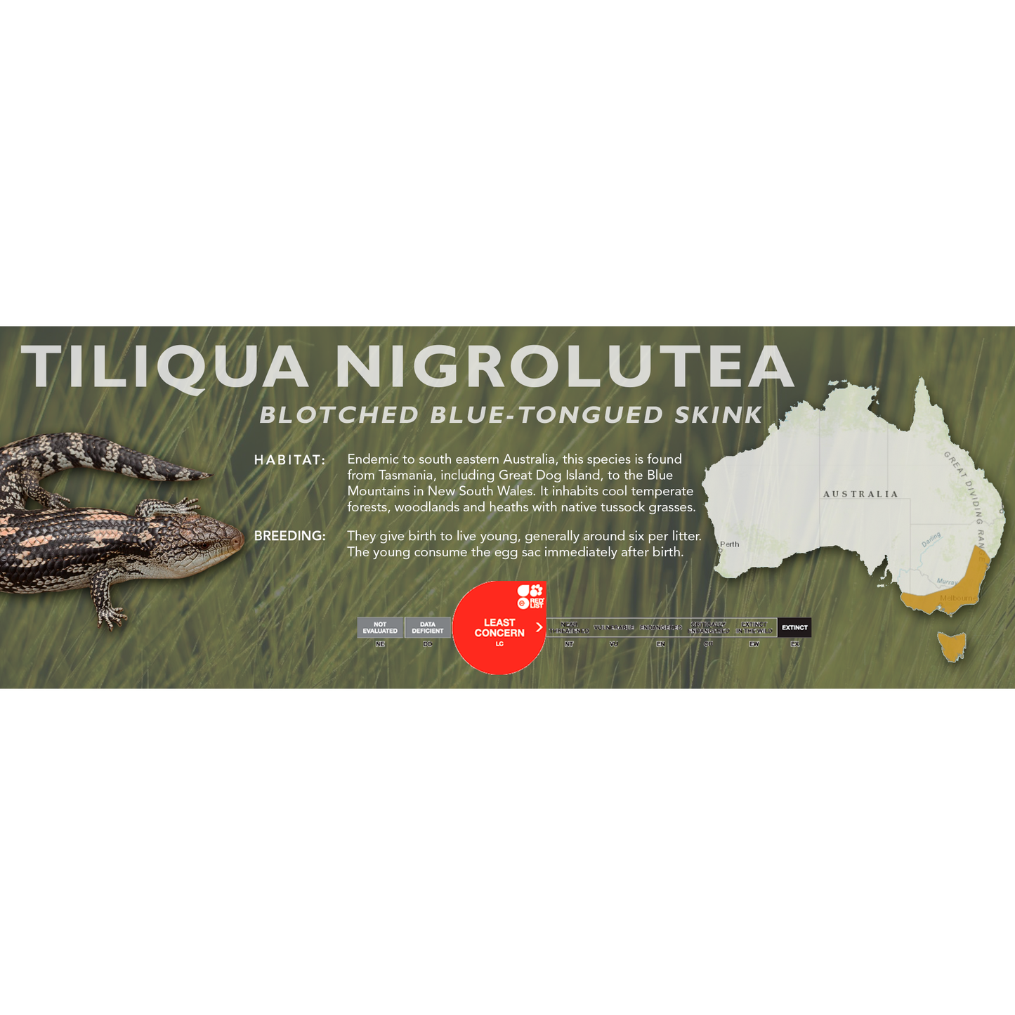 Blotched Blue-Tongued Skink (Tiliqua nigrolutea) Classic Vivarium Label