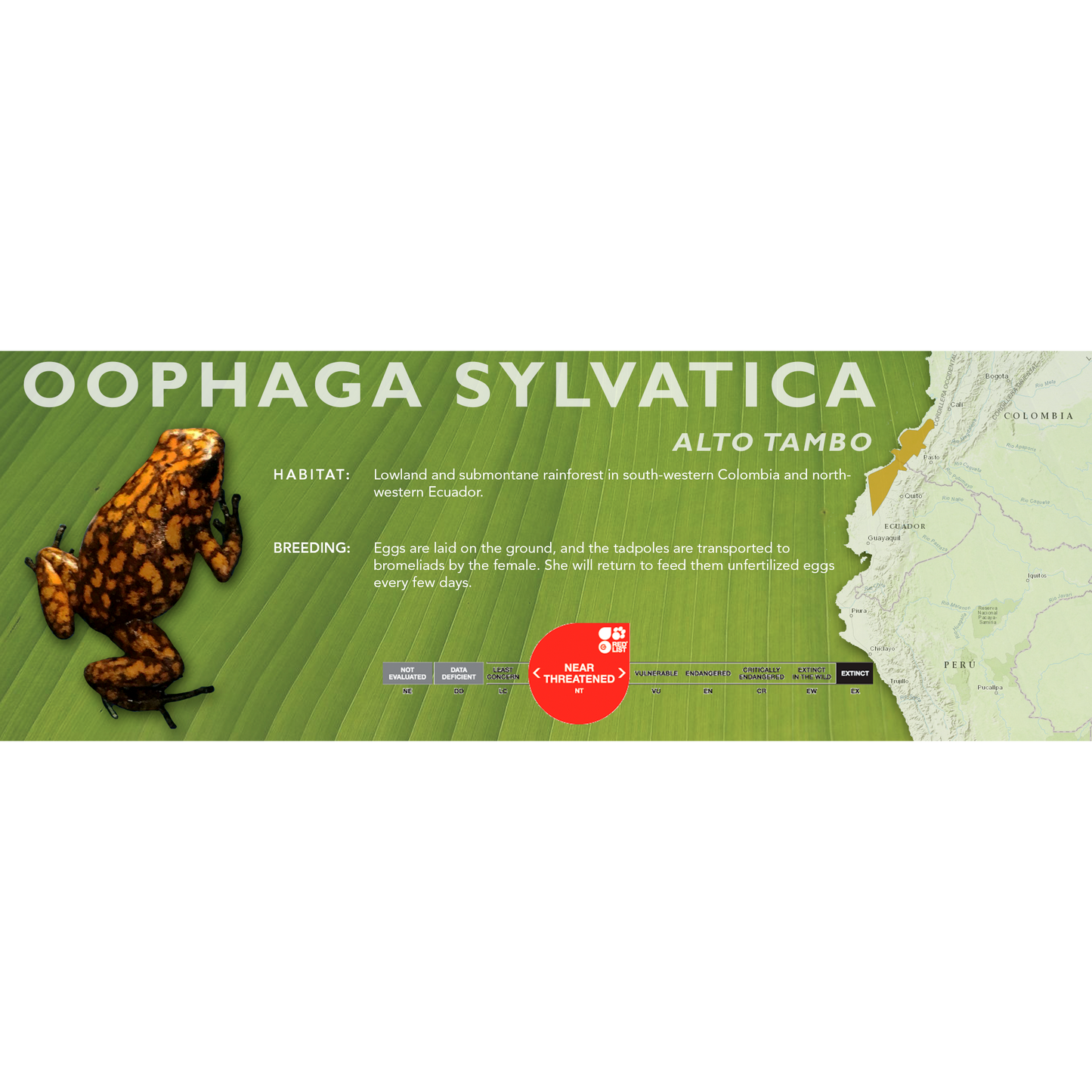 Oophaga sylvatica - Standard Vivarium Label