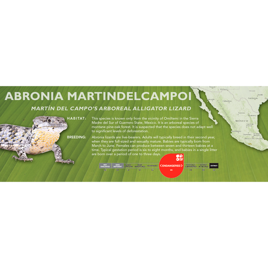 Martín del Campo’s Arboreal Alligator Lizard (Abronia martindelcampoi) Classic Vivarium Label