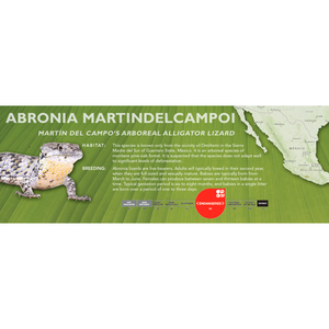 Martín del Campo’s Arboreal Alligator Lizard (Abronia martindelcampoi) Standard Vivarium Label