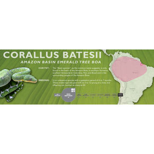 Amazon Basin Emerald Tree Boa (Corallus batesii) Standard Vivarium Label