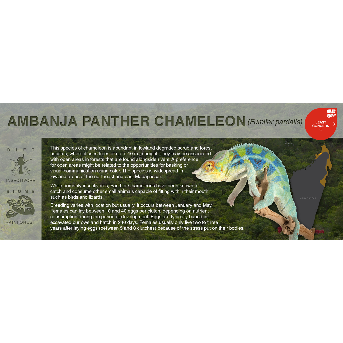 Panther Chameleon (Furcifer pardalis) - Black Series Vivarium Label