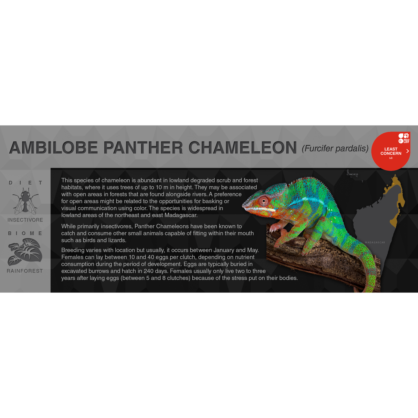 Panther Chameleon (Furcifer pardalis) - Black Series Vivarium Label