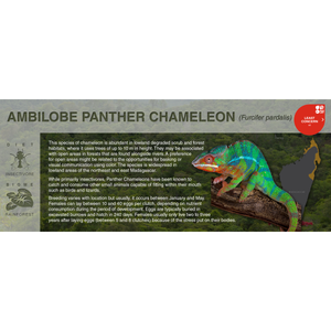 Panther Chameleon (Furcifer pardalis) - Black Series Vivarium Label