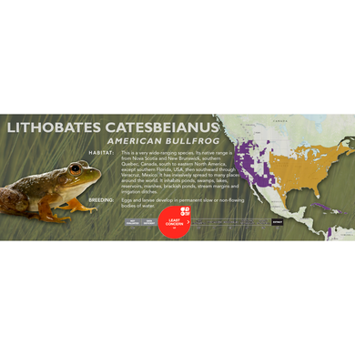 American Bullfrog (Lithobates catesbeianus) - Standard Vivarium Label