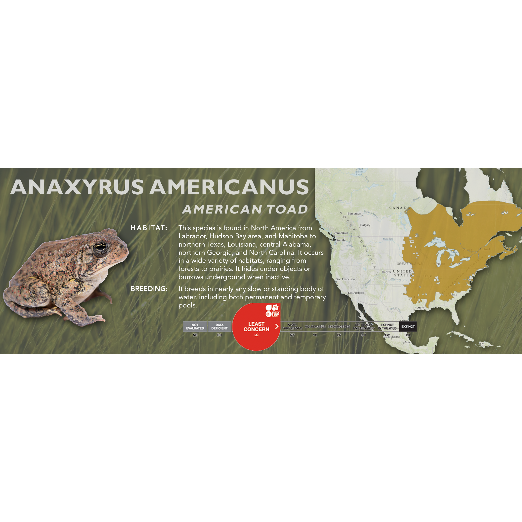 Toad Labelling American Toad (Anaxyrus americanus) - Classic Vivarium Label – Cloud ...