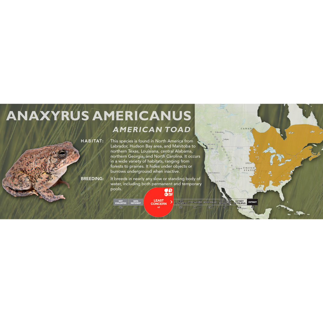 American Toad (Anaxyrus americanus) - Standard Vivarium Label
