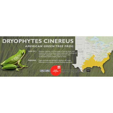 American Green Tree Frog (Dryophytes cinereus) - Standard Vivarium Label