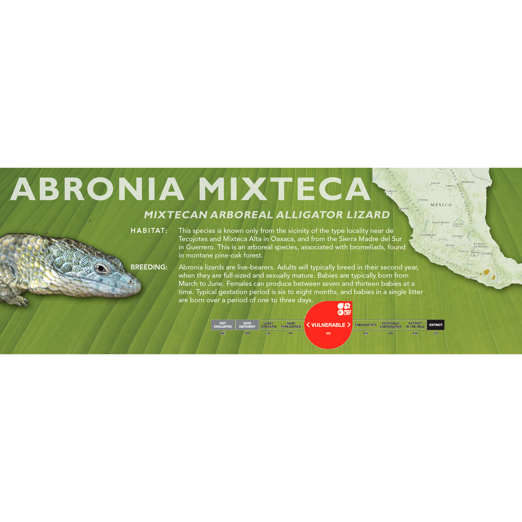 Mixtecan Arboreal Alligator Lizard (Abronia mixteca) Standard Vivarium Label