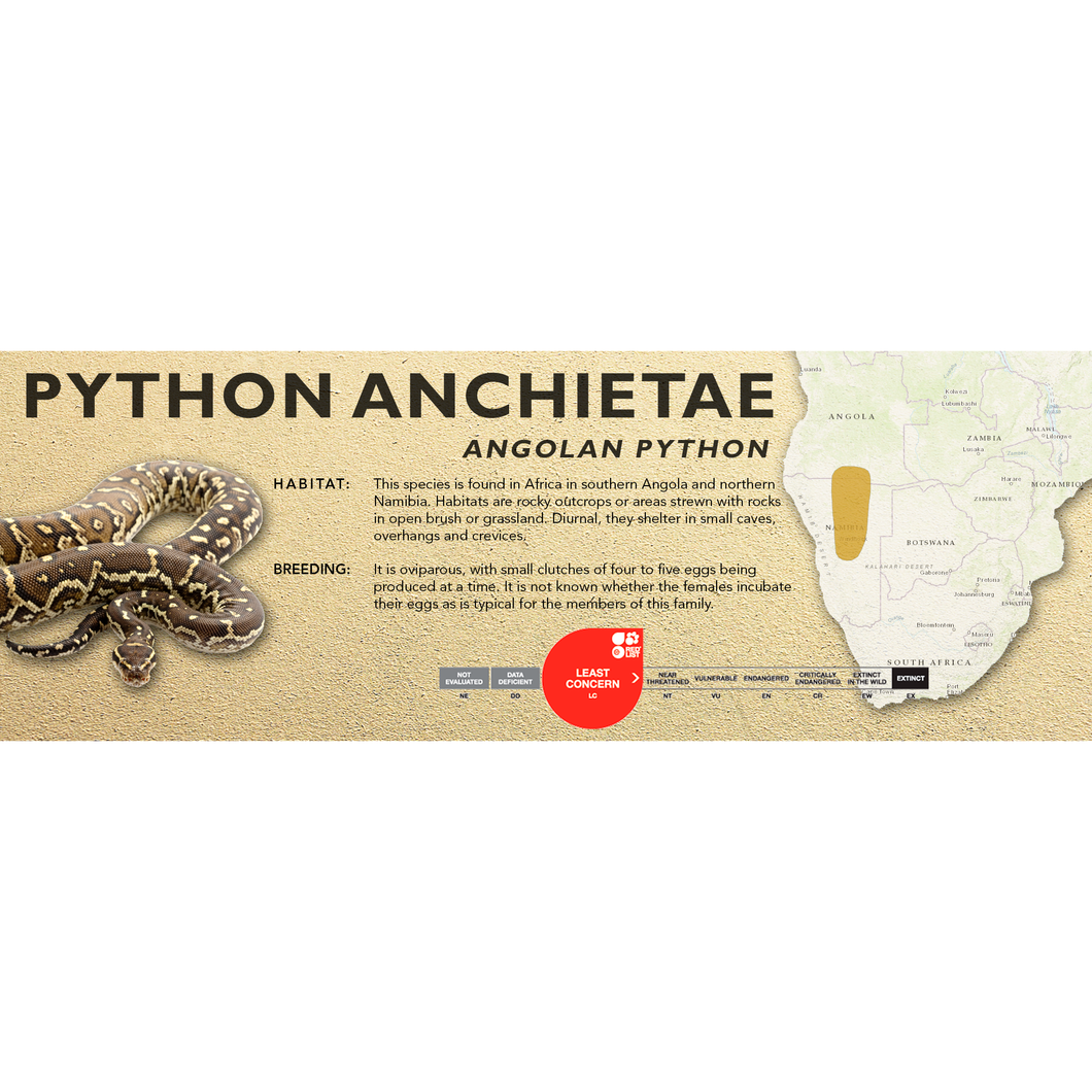 Angolan Python (Python anchietae) Standard Vivarium Label