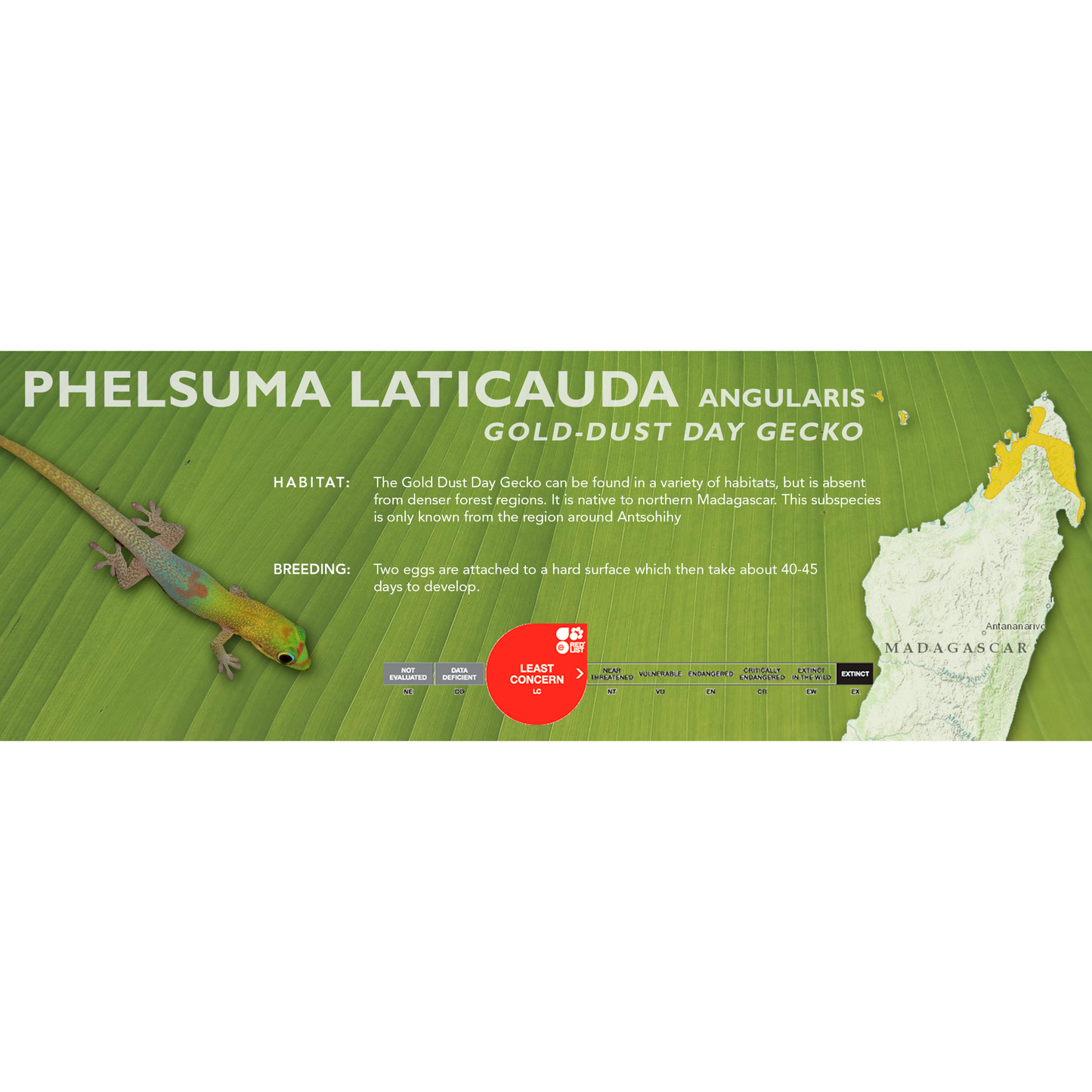 Gold-Dust Day Gecko (Phelsuma laticauda) Standard Vivarium Label