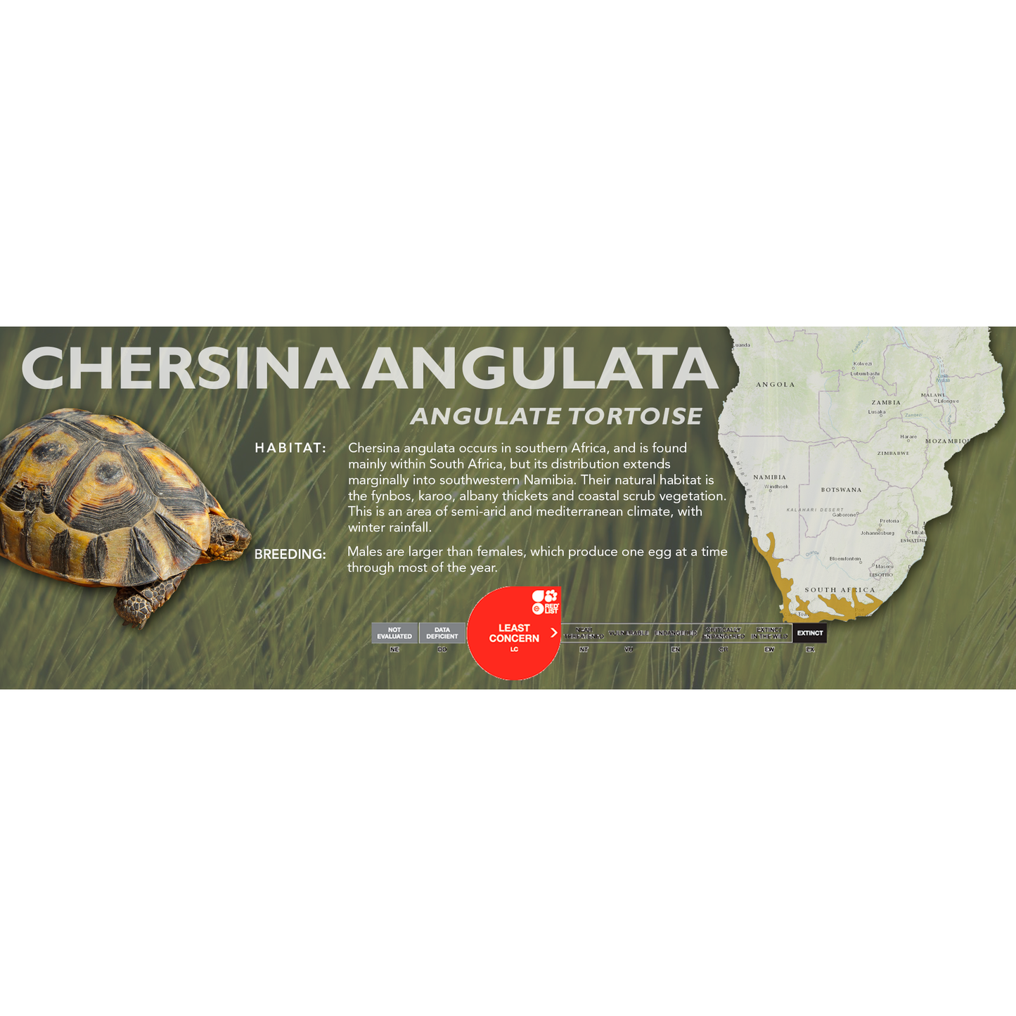 Angulate Tortoise (Chersina angulata) - Classic Vivarium Label