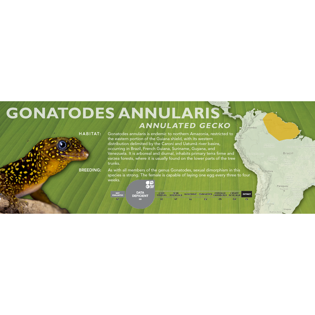 Annulated Gecko (Gonatodes annularis) Standard Vivarium Label