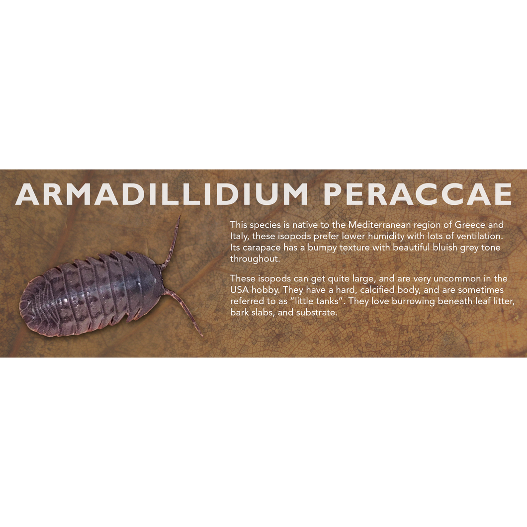Armadillidium peraccae - Isopod Label