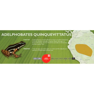 Adelphobates quinquevittatus - Standard Vivarium Label
