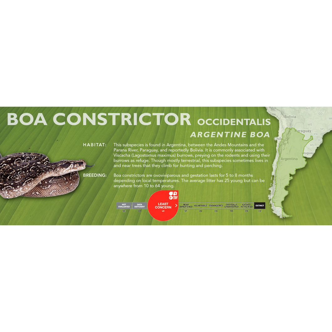 Argentine Boa (Boa constrictor occidentalis) Standard Vivarium Label