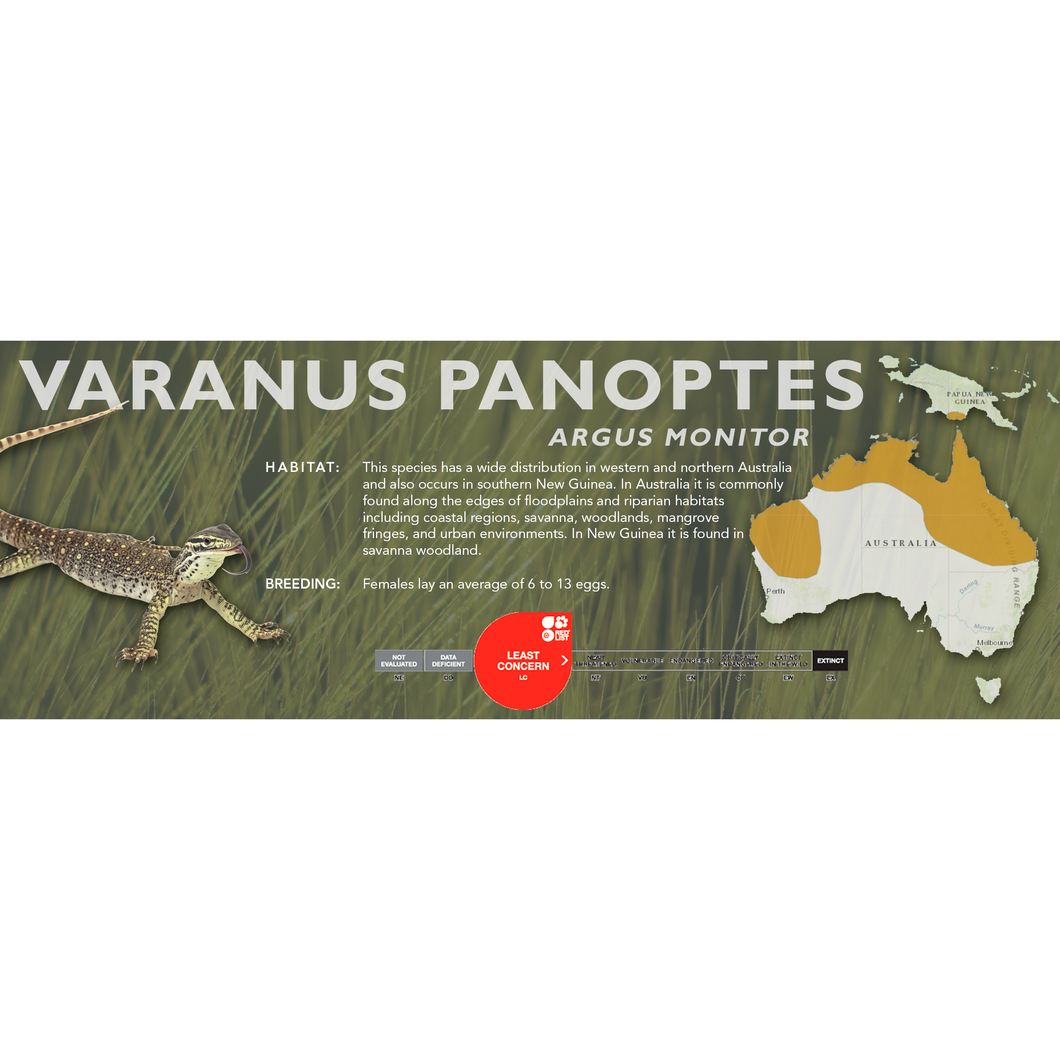 Argus Monitor (Varanus panoptes) Standard Vivarium Label