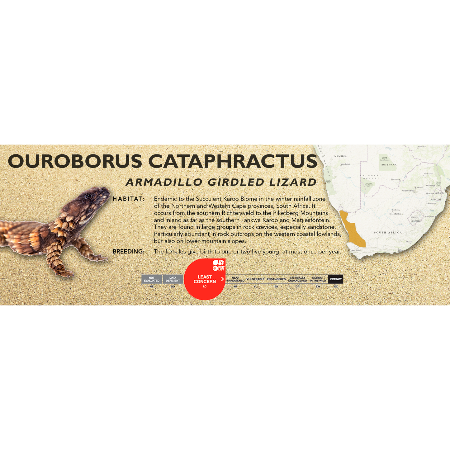 Armadillo Girdled Lizard (Ouroborus cataphractus) Classic Vivarium Label