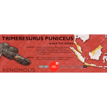 Load image into Gallery viewer, Ashy Pit Viper (Trimeresurus puniceus) Standard Vivarium Label
