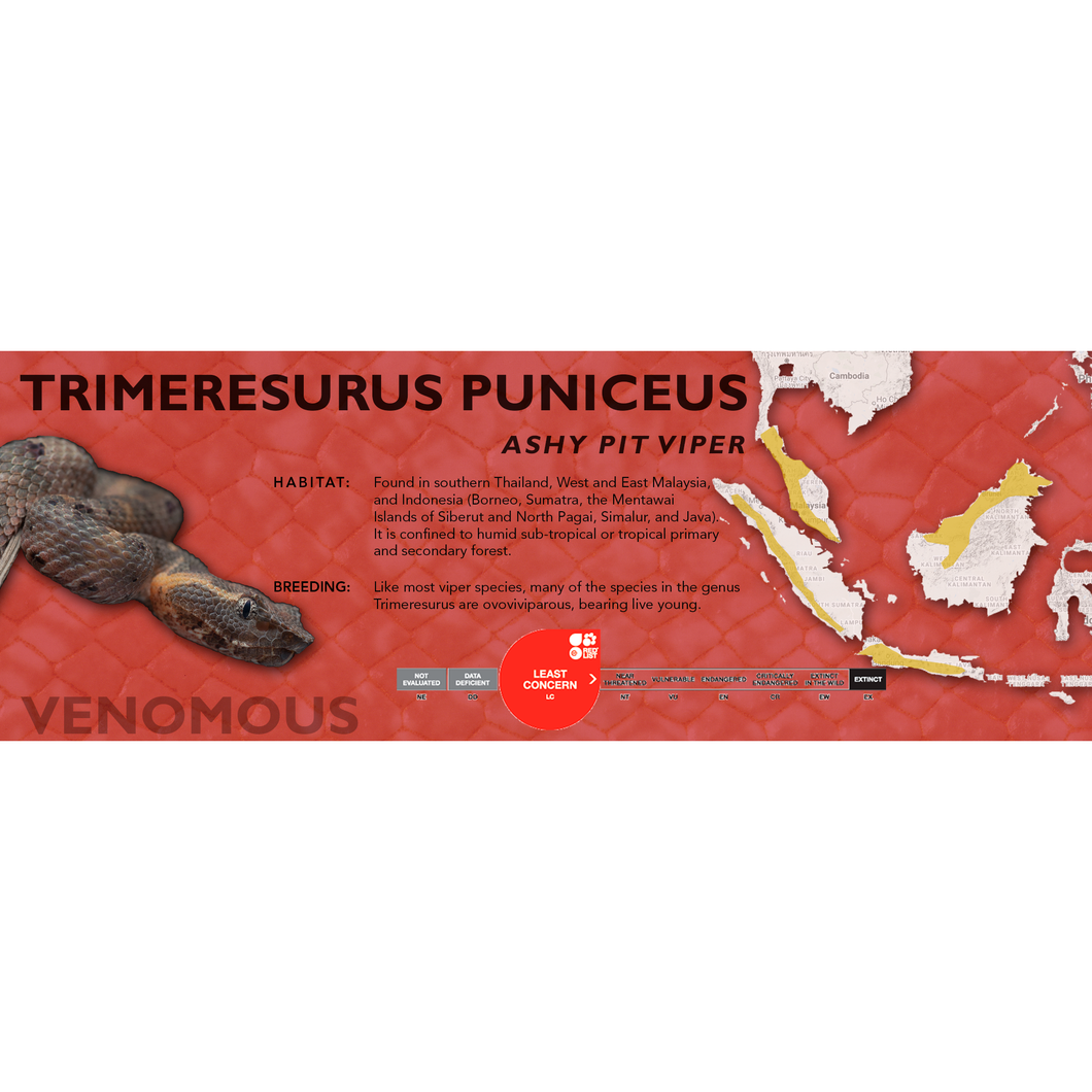 Ashy Pit Viper (Trimeresurus puniceus) Standard Vivarium Label