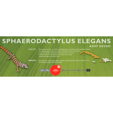 Ashy Gecko (Sphaerodactylus elegans) Standard Vivarium Label