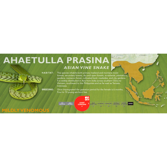 Asian Vine Snake (Ahaetulla prasina) Classic Vivarium Label