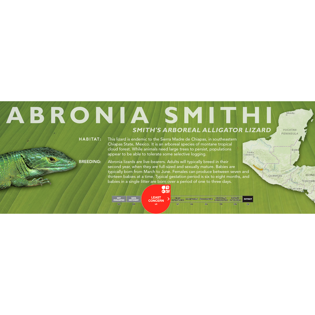 Smith's Arboreal Alligator Lizard (Abronia smithi) Standard Vivarium Label