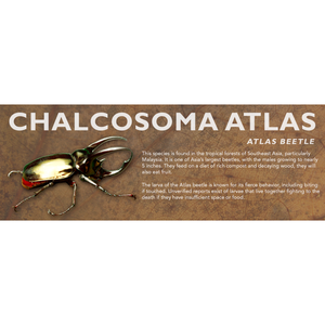Chalcosoma atlas (Atlas Beetle) - Beetle Label