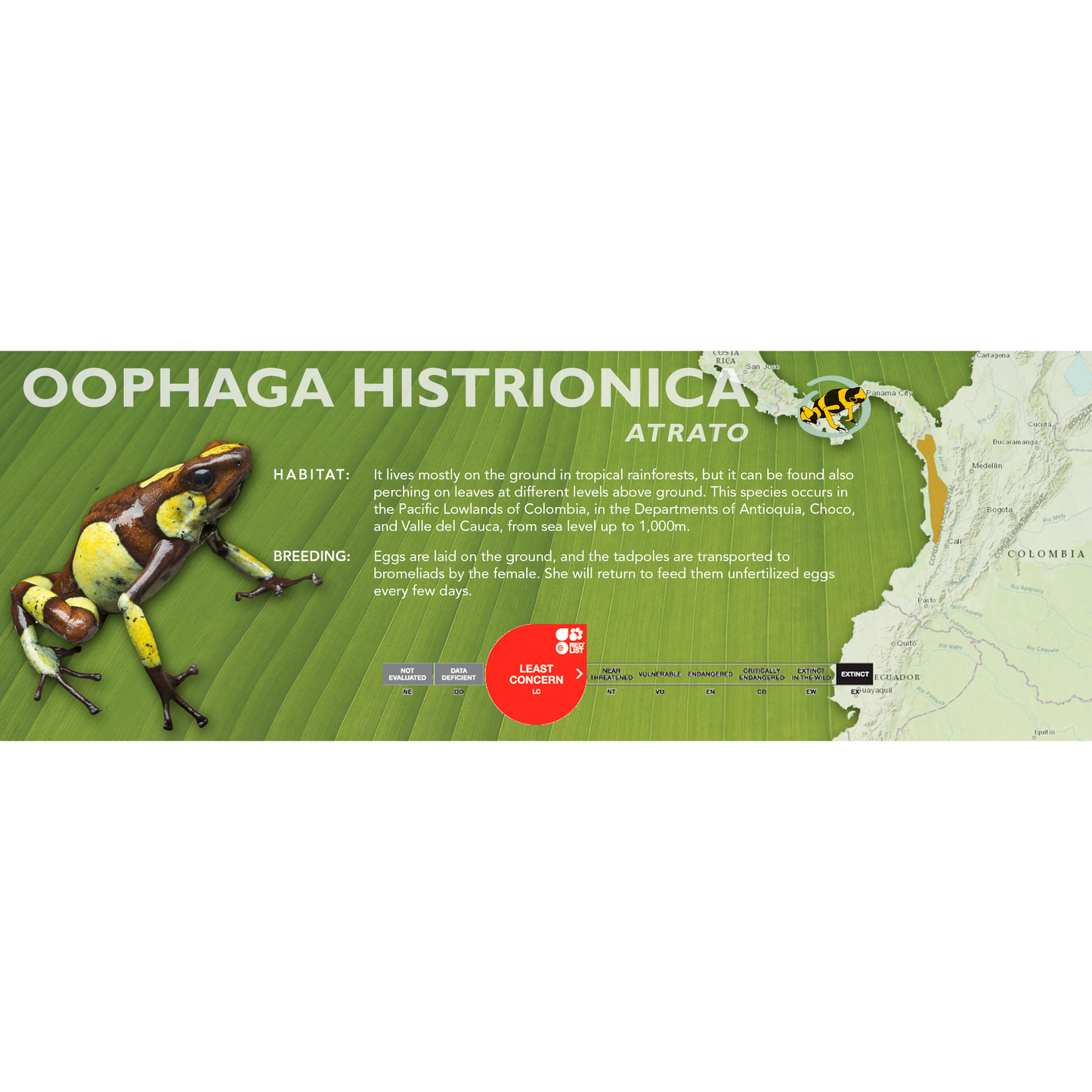 Oophaga histrionica - Classic Vivarium Label