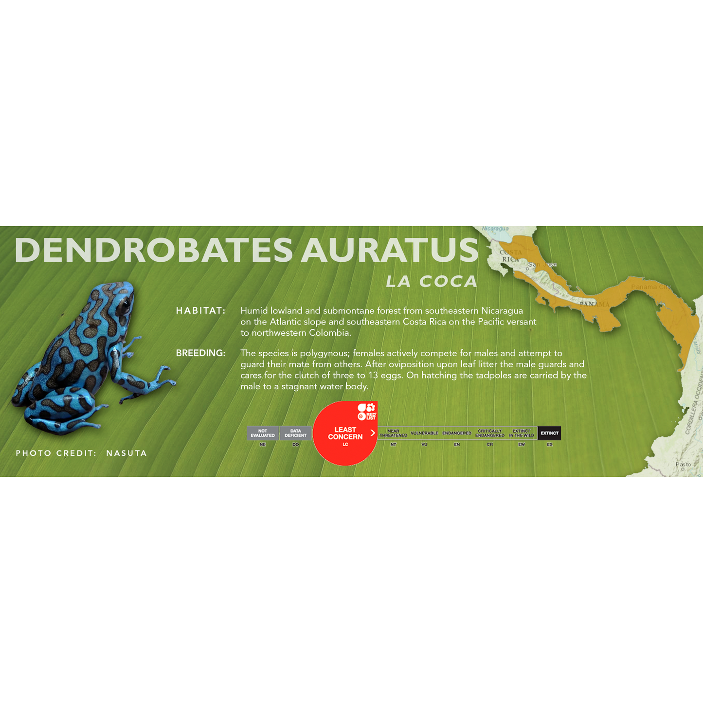 Dendrobates auratus - Standard Vivarium Label