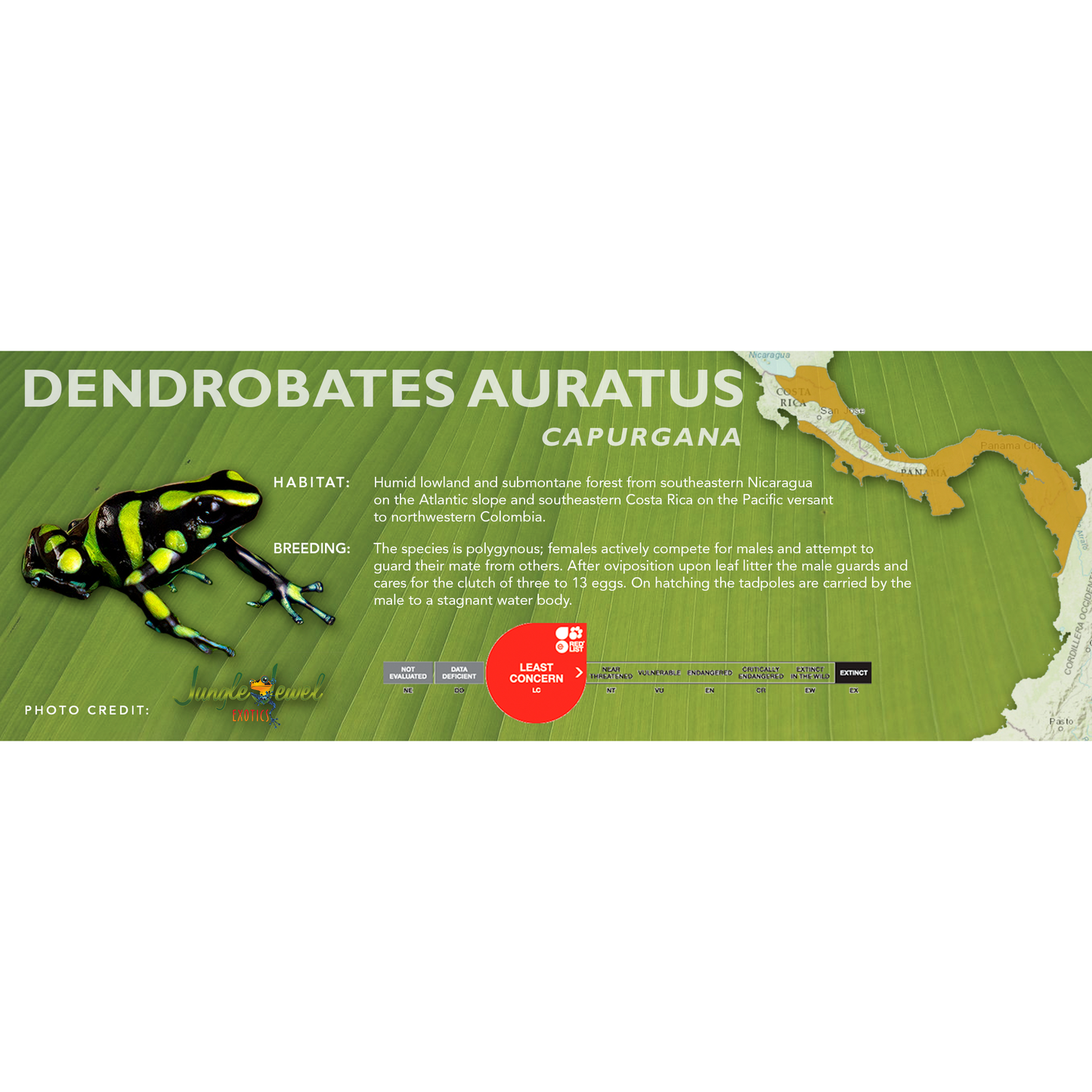 Dendrobates auratus - Classic Vivarium Label