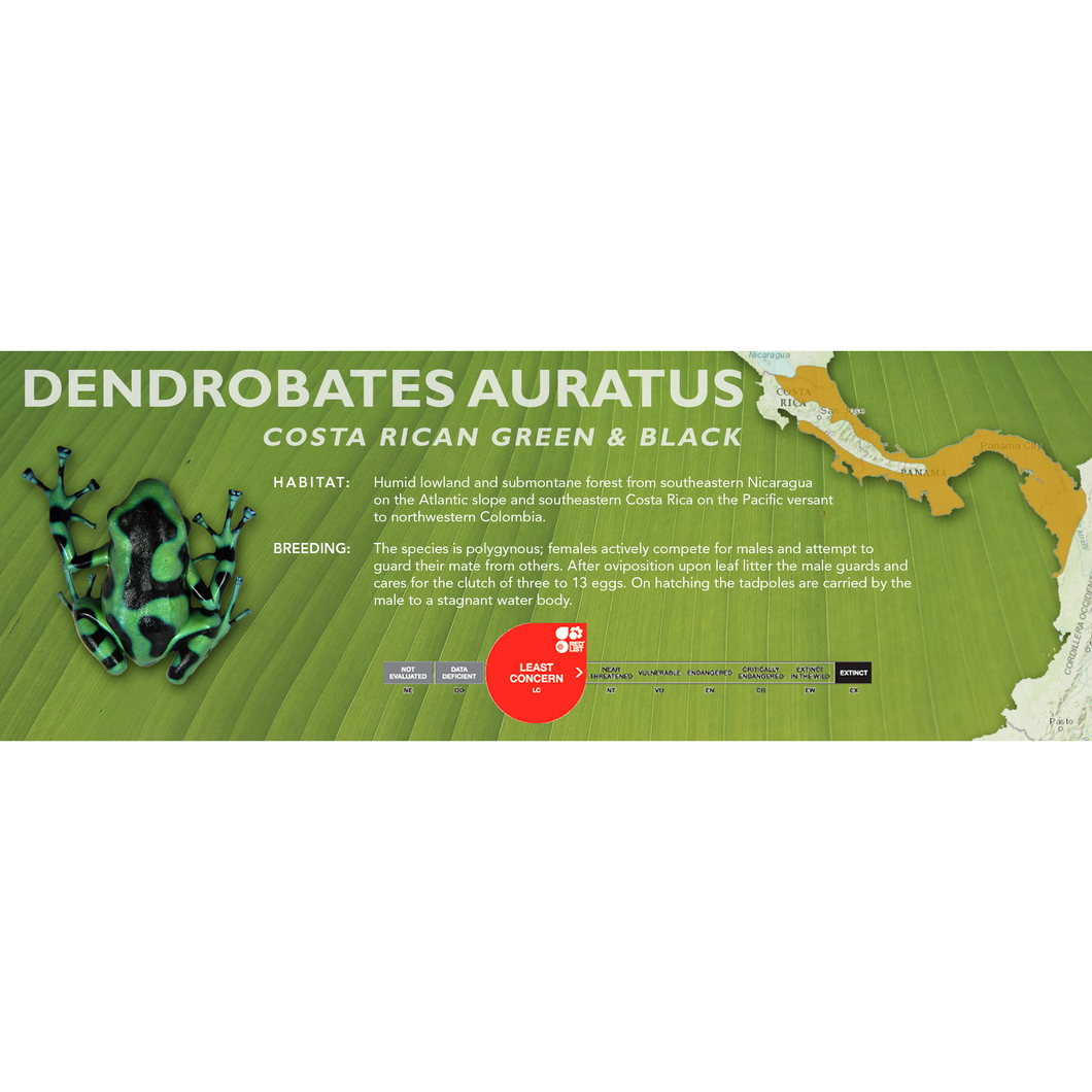 Dendrobates auratus - Standard Vivarium Label