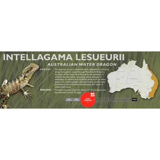 Australian Water Dragon (Intellagama lesueurii) Classic Vivarium Label