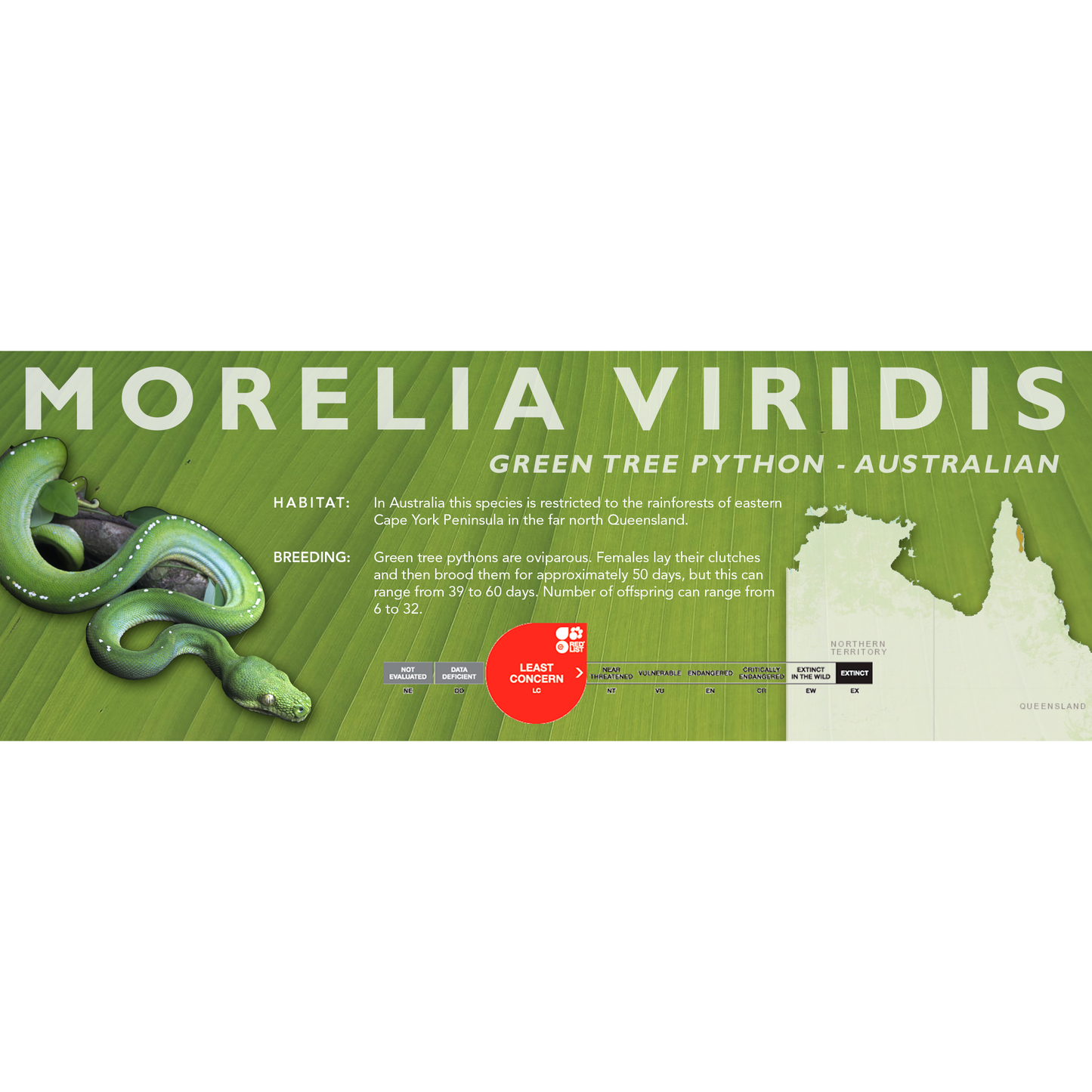 Green Tree Python (Morelia viridis, Morelia azurea) Classic Vivarium Label