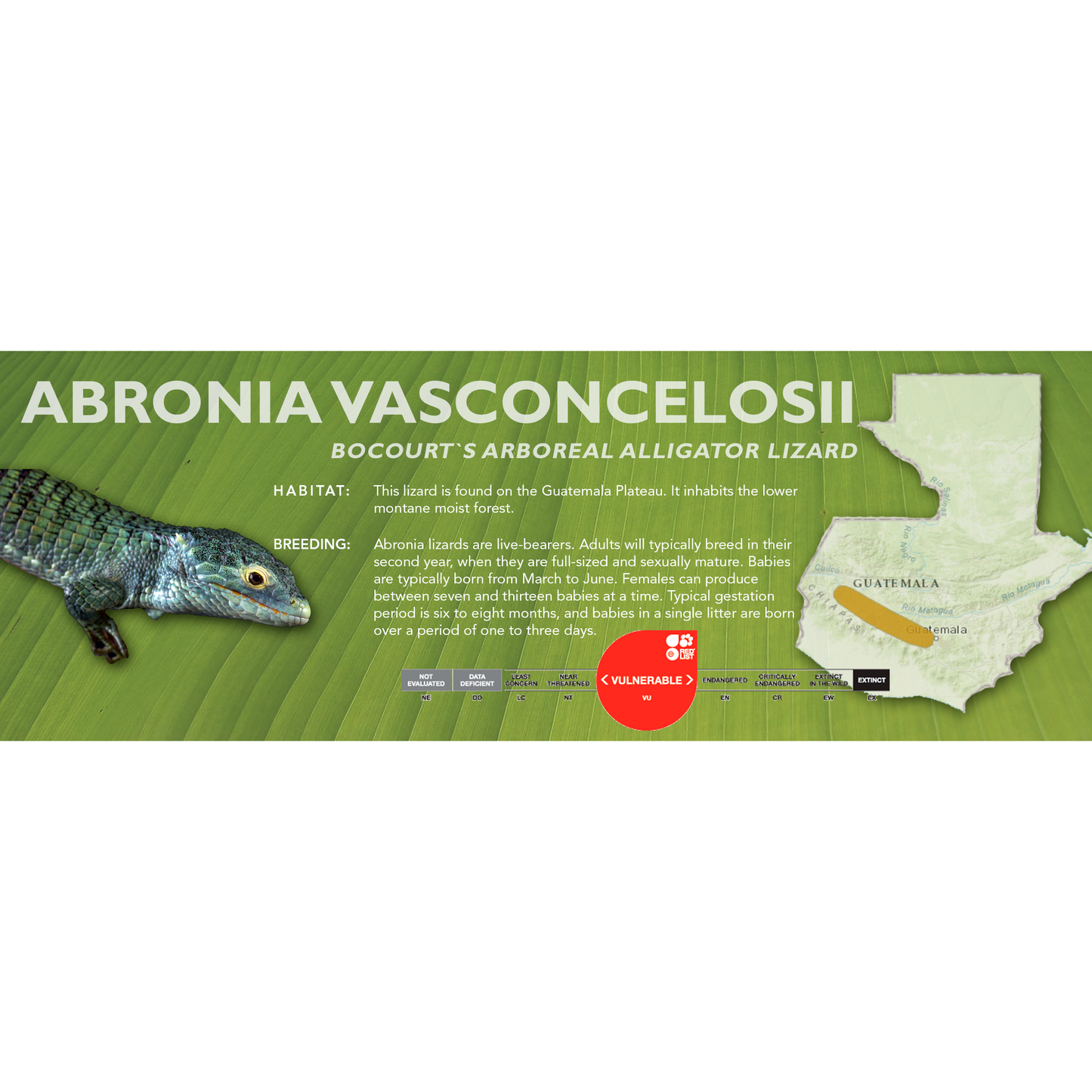 Bocourt's Arboreal Alligator Lizard (Abronia vasconcelosii) Classic Vivarium Label