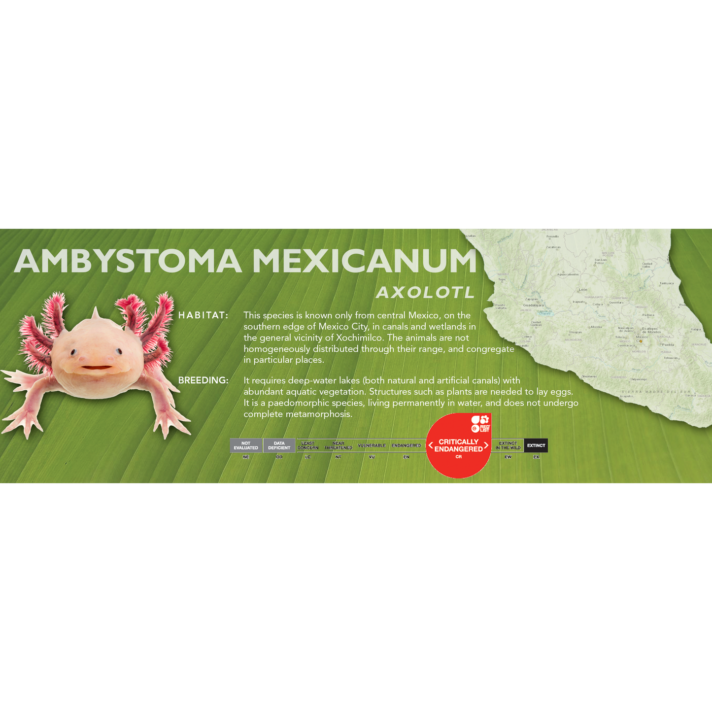 Axolotl (Ambystoma mexicanum) - Classic Vivarium Label